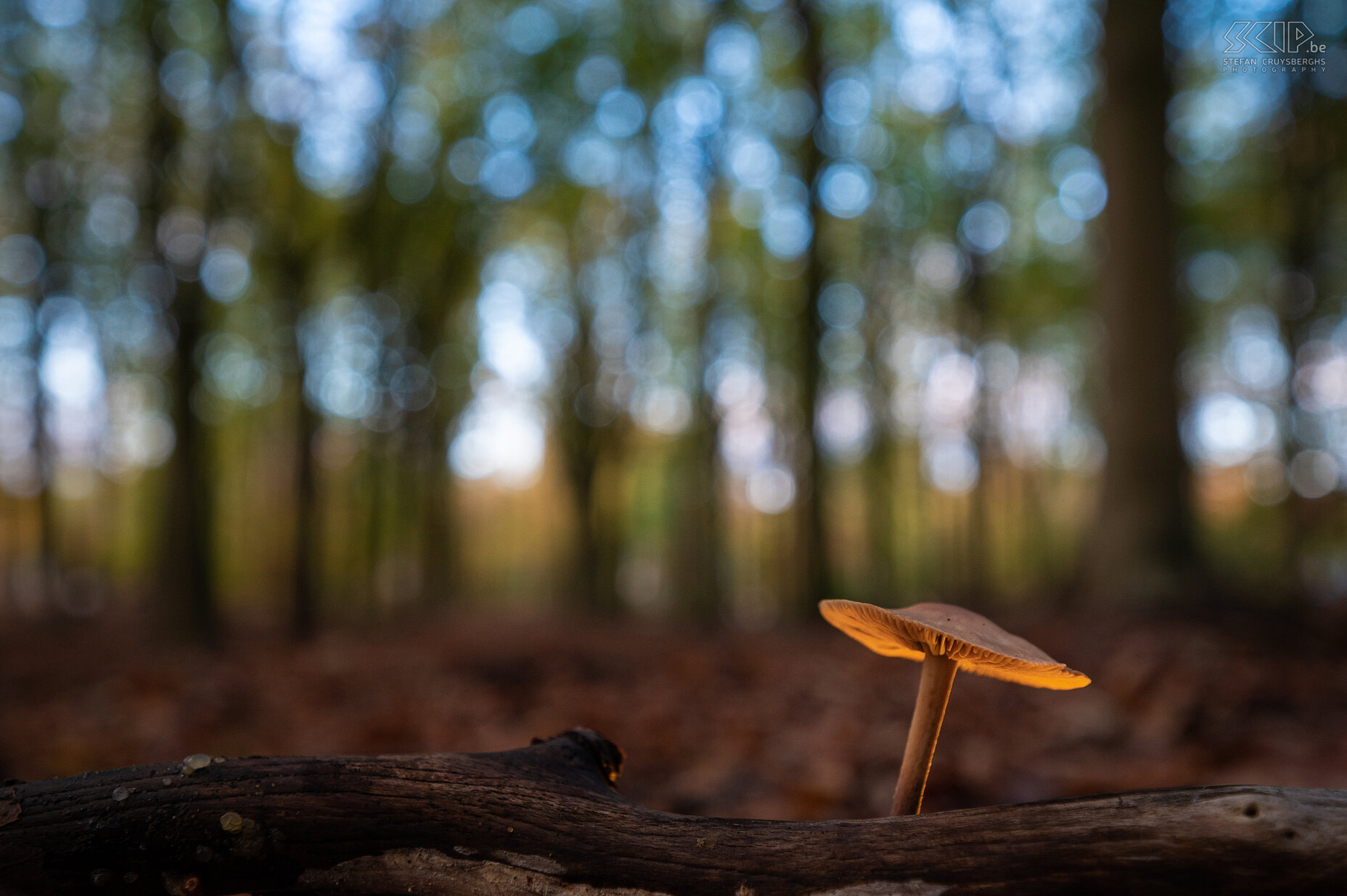 Herfst - Gewone zwavelkop Gewone zwavelkop / sulfur tuft / Hypholoma fasciculare Stefan Cruysberghs